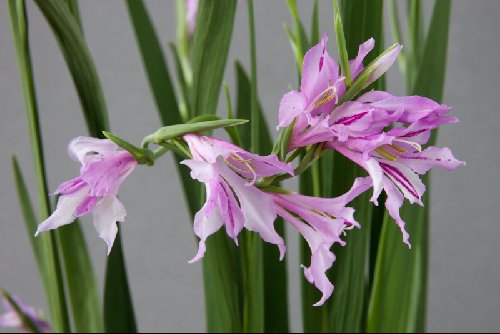 Gladiolus imbricatus